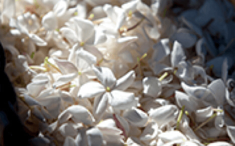 Flores Blancas