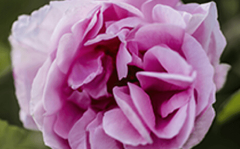 Rosas